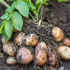 Кога да копаем картофи за съхранение през 2021 г?